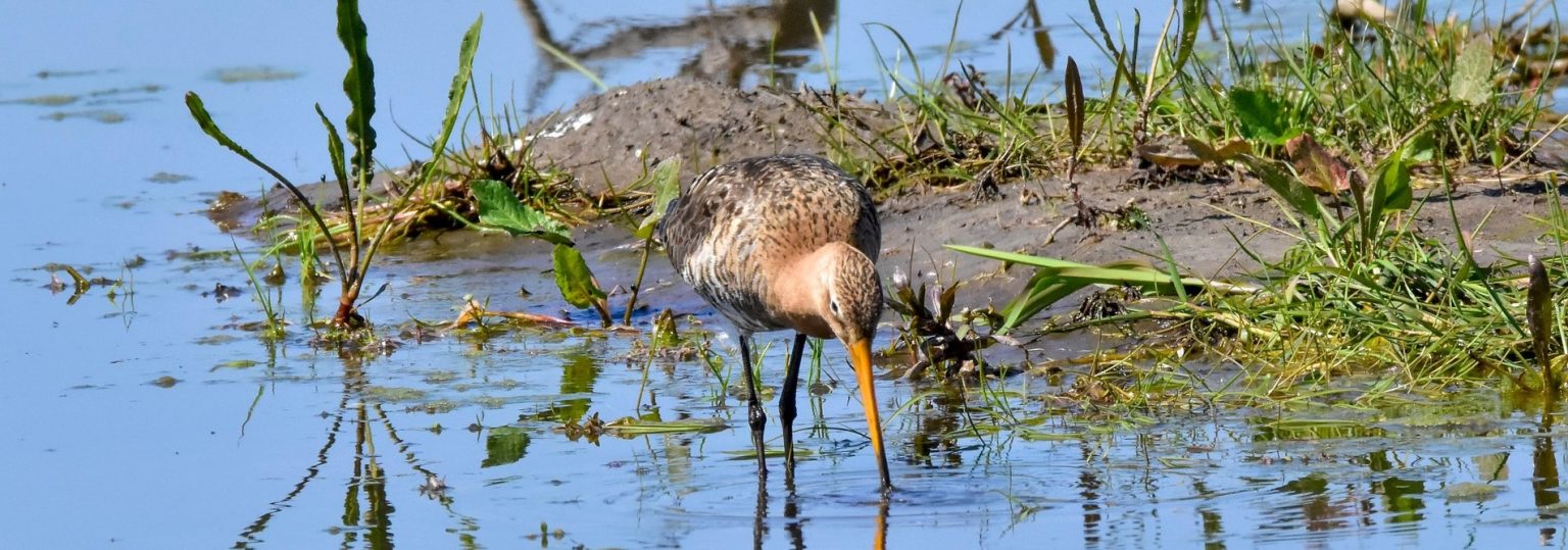 Watergang-nieuwbouw-weidevogels